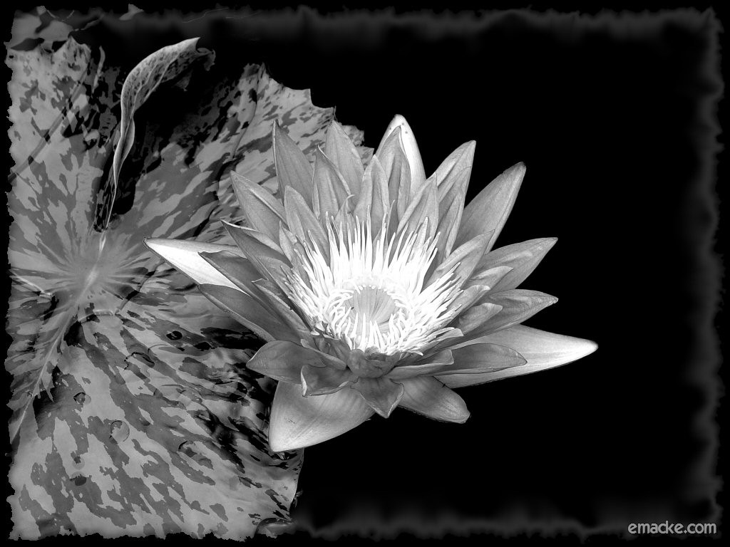 Dark Water Lilly