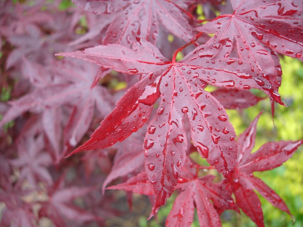 Japanese Maple