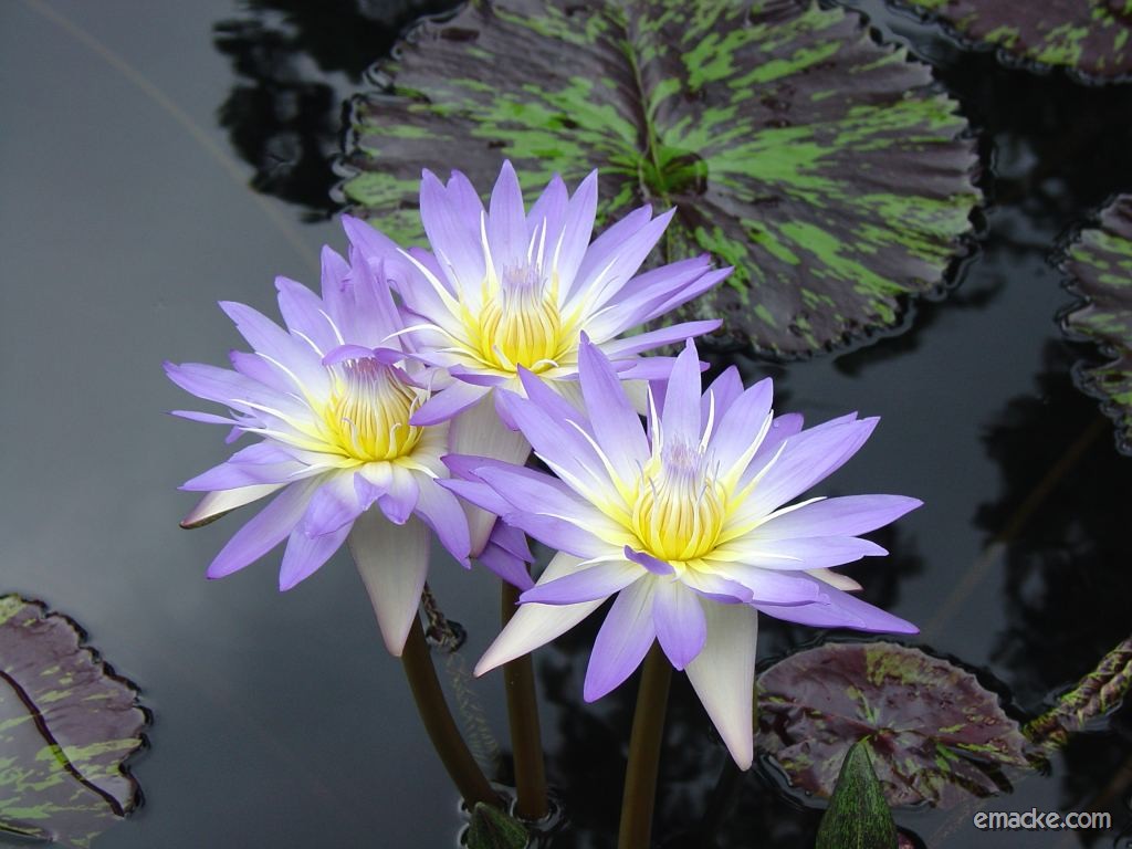 Purple Flower