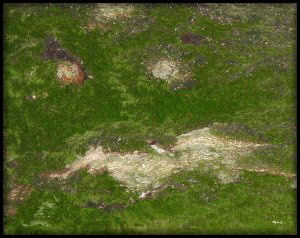 Tree Monster 1