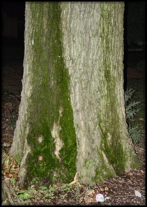 Tree Monster 2